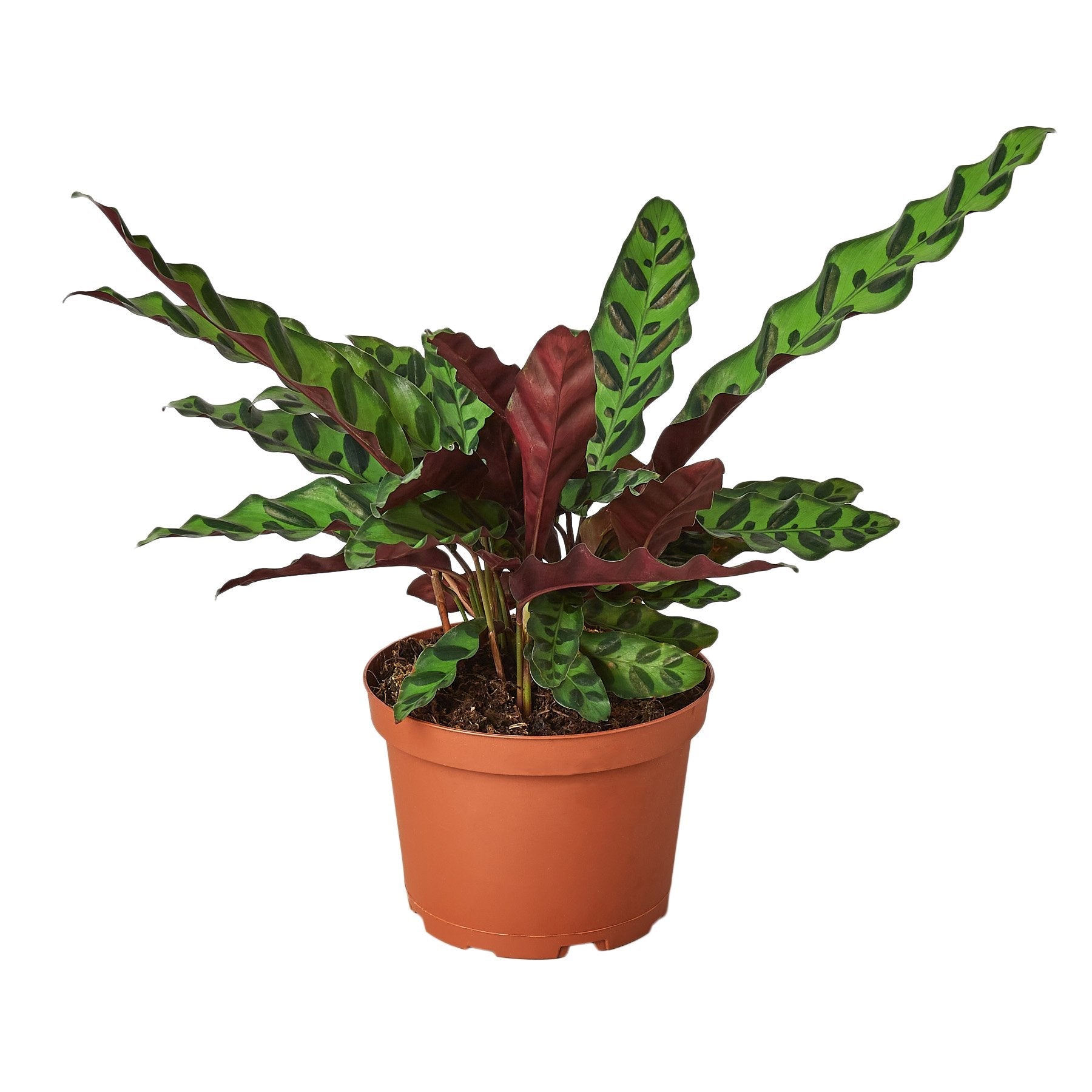Calathea Lancifolia 'Rattlesnake' Secondary image