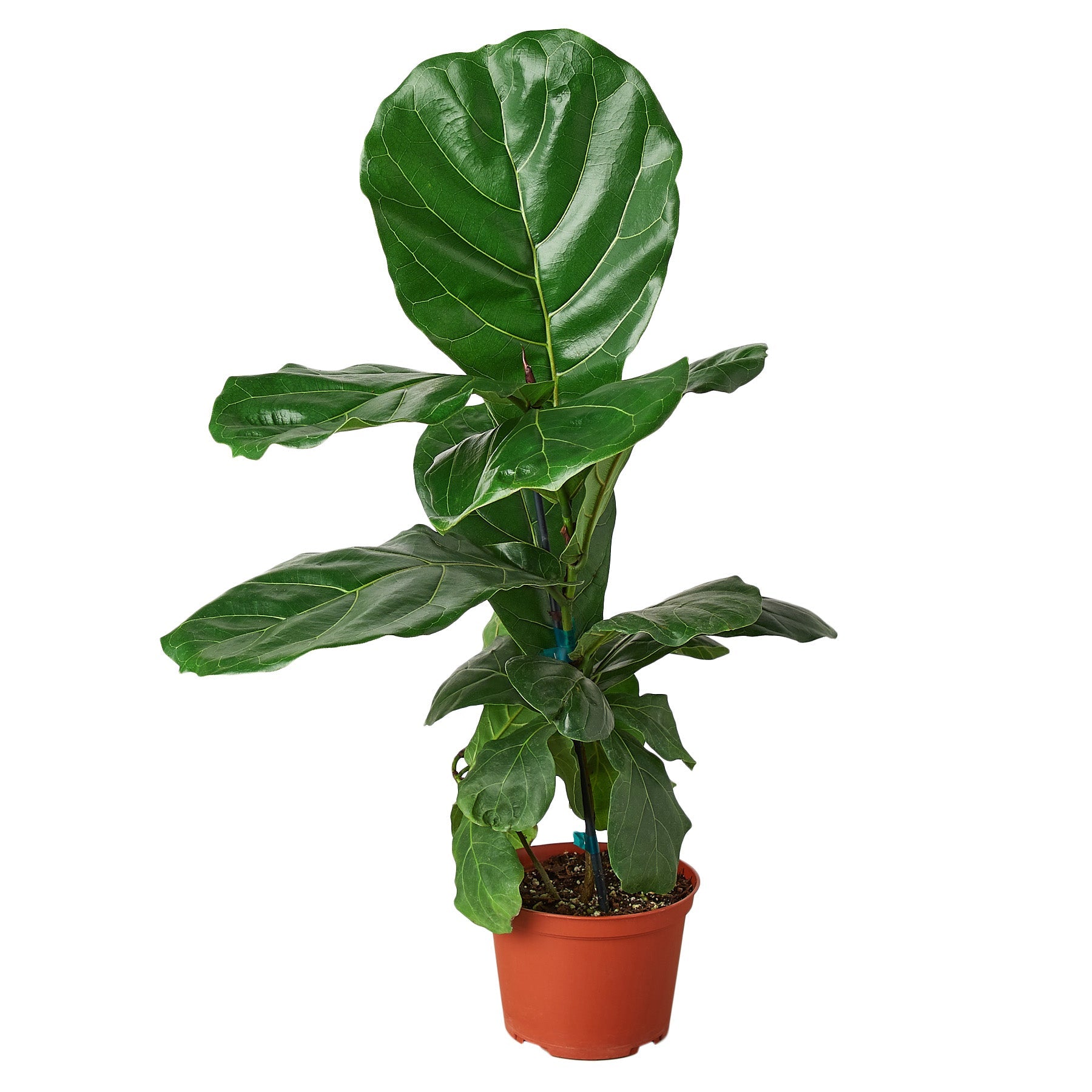 Ficus Lyrata 'Fiddle Leaf Fig' Main image