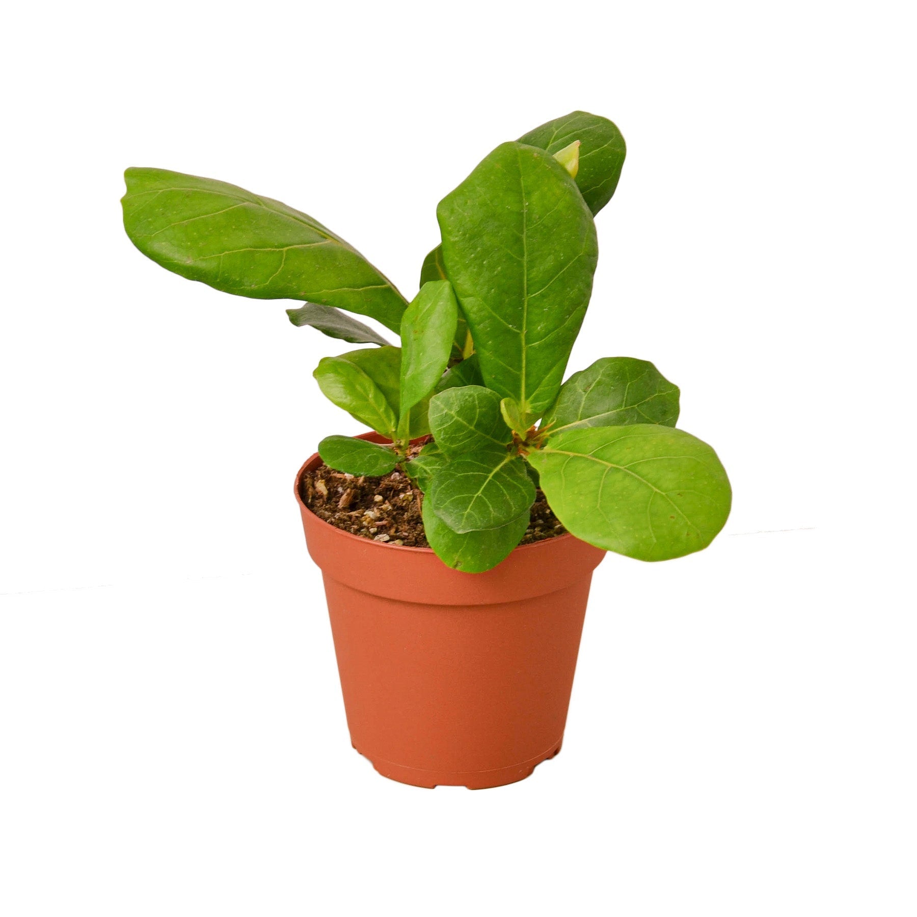 Ficus Lyrata 'Fiddle Leaf Fig' Secondary image