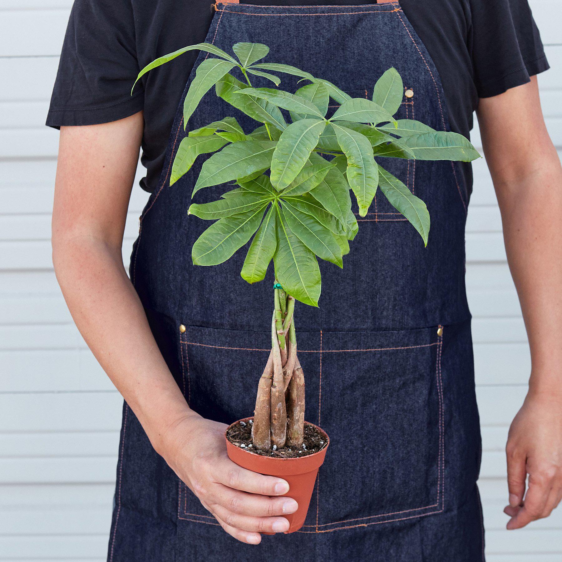 Money Tree 'Guiana Chestnut' Pachira Braid Main image