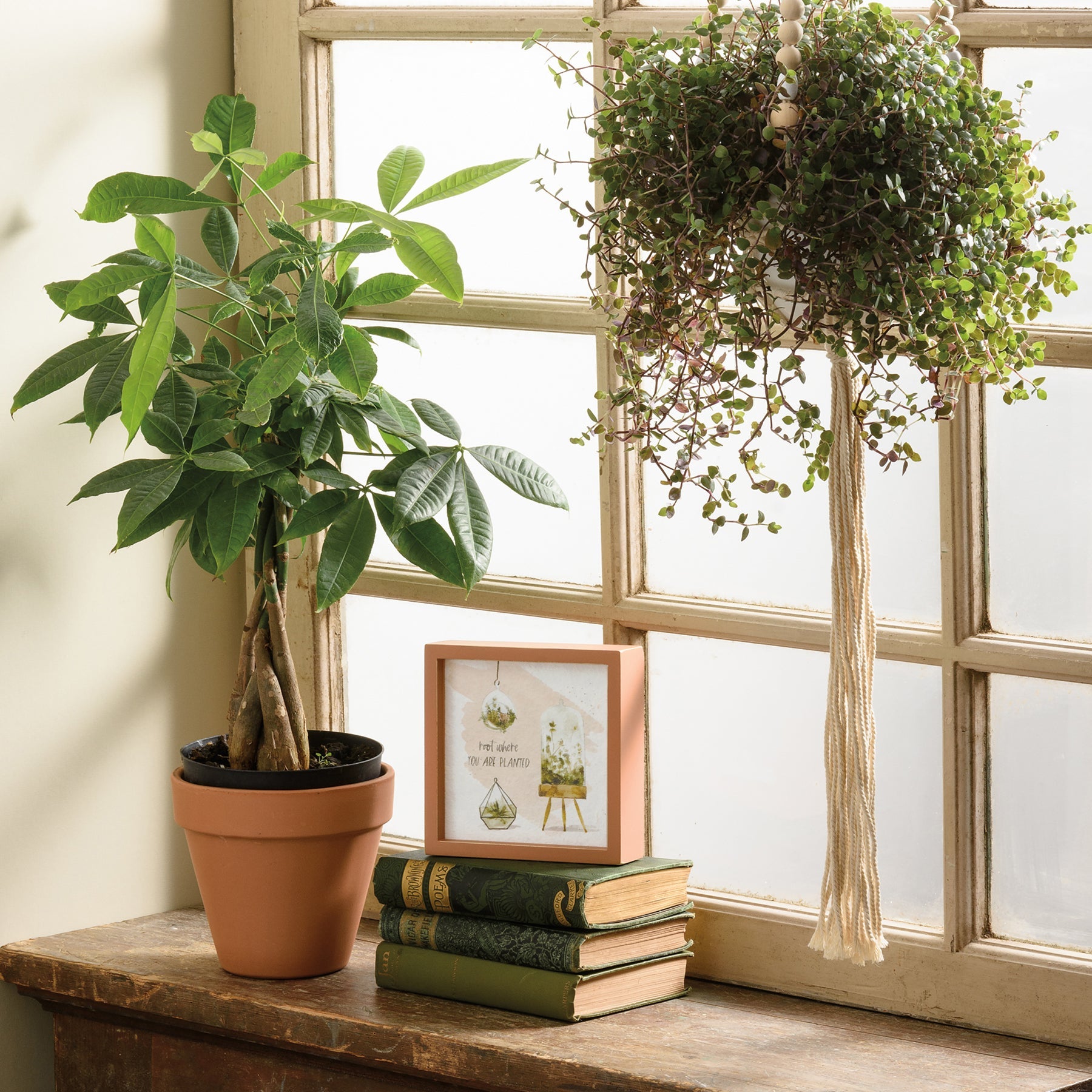 Root Where You Are Planted Inspo Box Sign | Plant Lovers Square Inset Secondary image