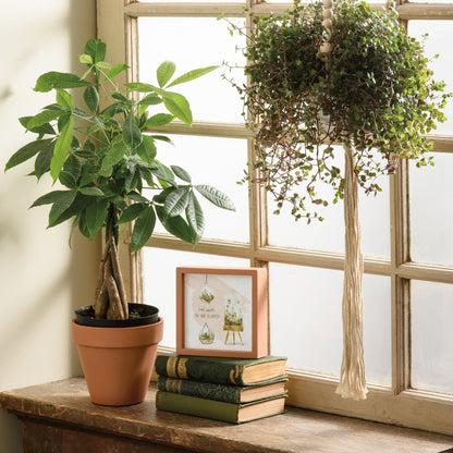 Root Where You Are Planted Inspo Box Sign | Plant Lovers Square Inset