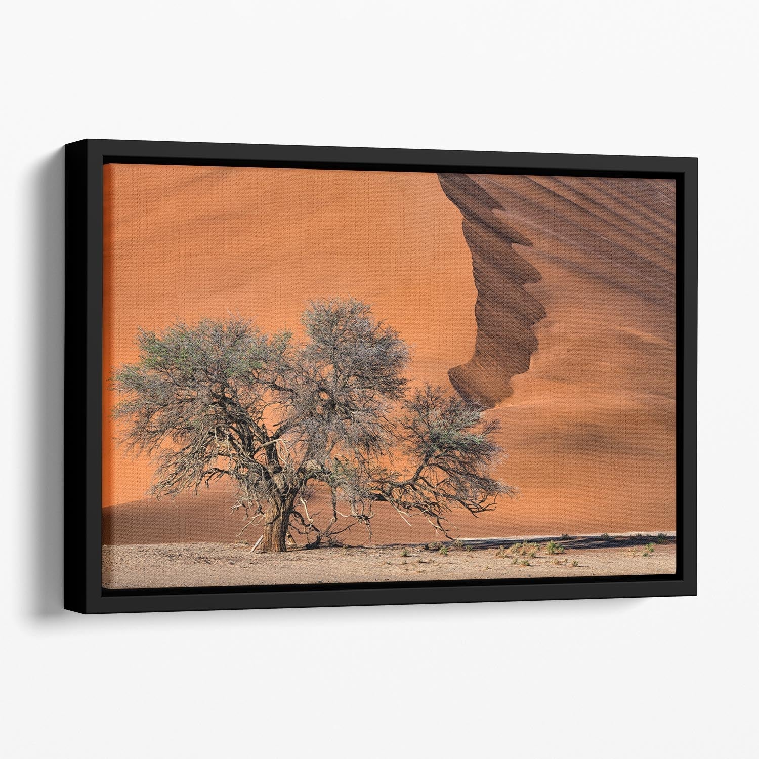 Acacia In The Desert Floating Framed Canvas Main image