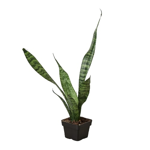 Snake Plant 'Zeylanica' Secondary image
