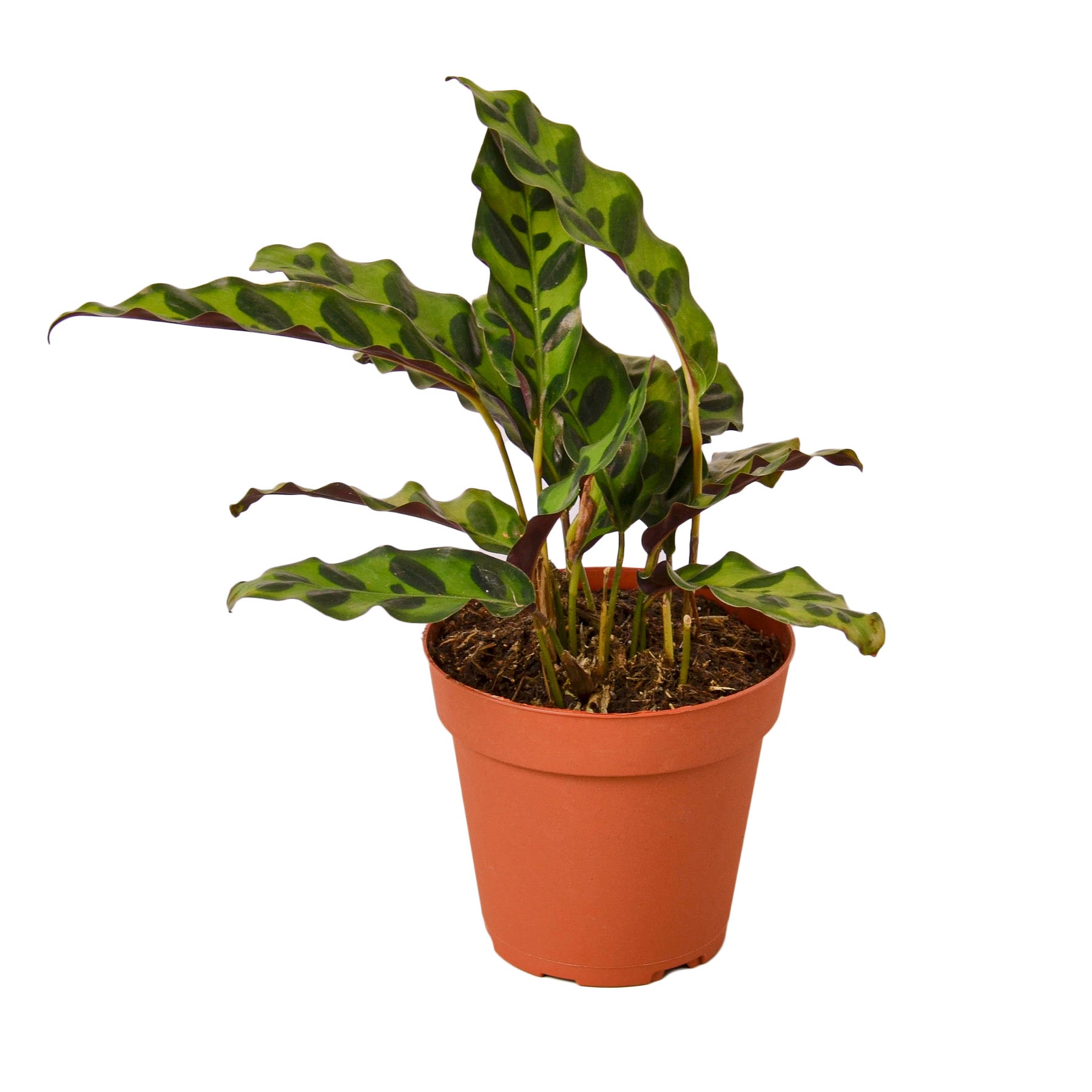 Calathea Lancifolia 'Rattlesnake' Main image