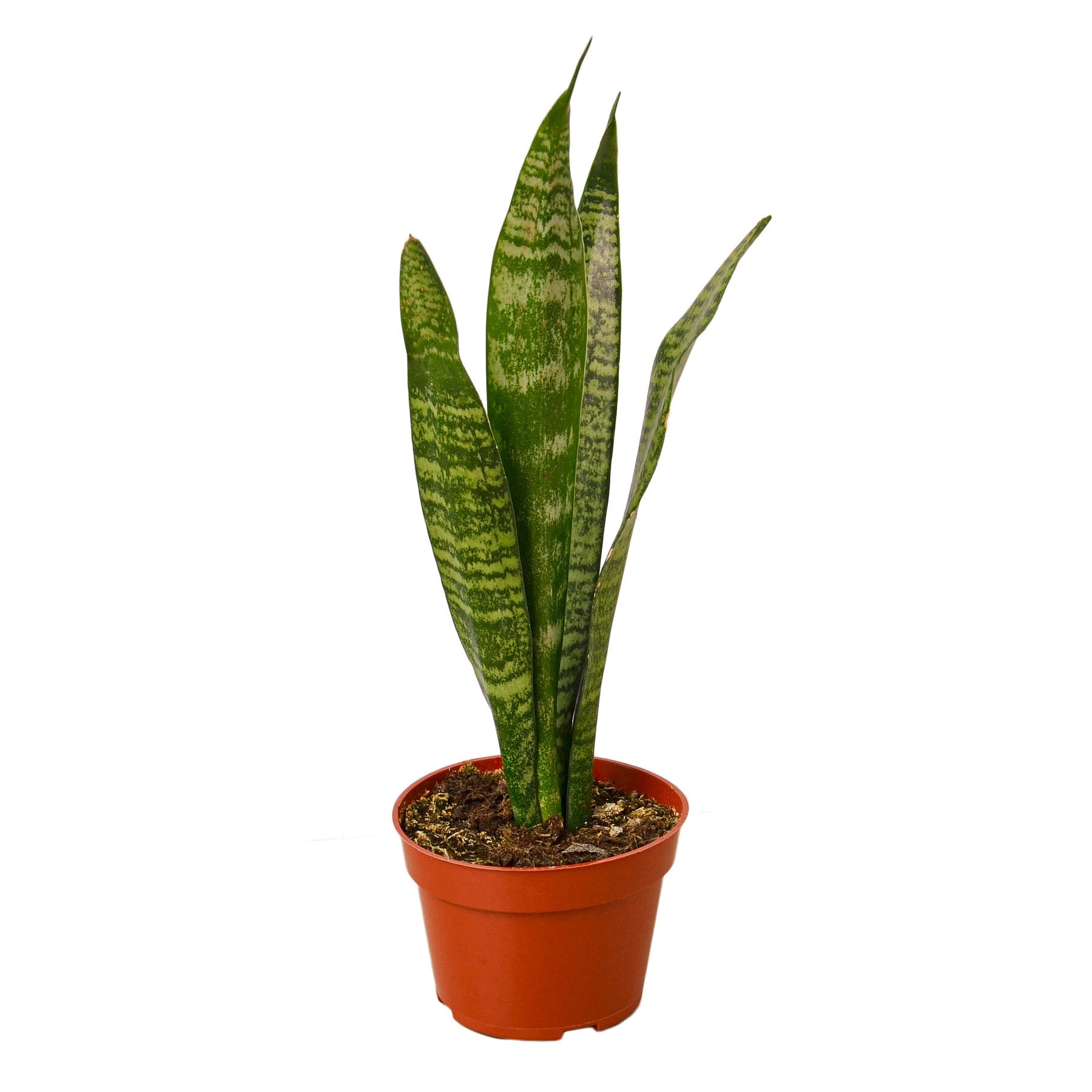 Snake Plant 'Zeylanica' Main image