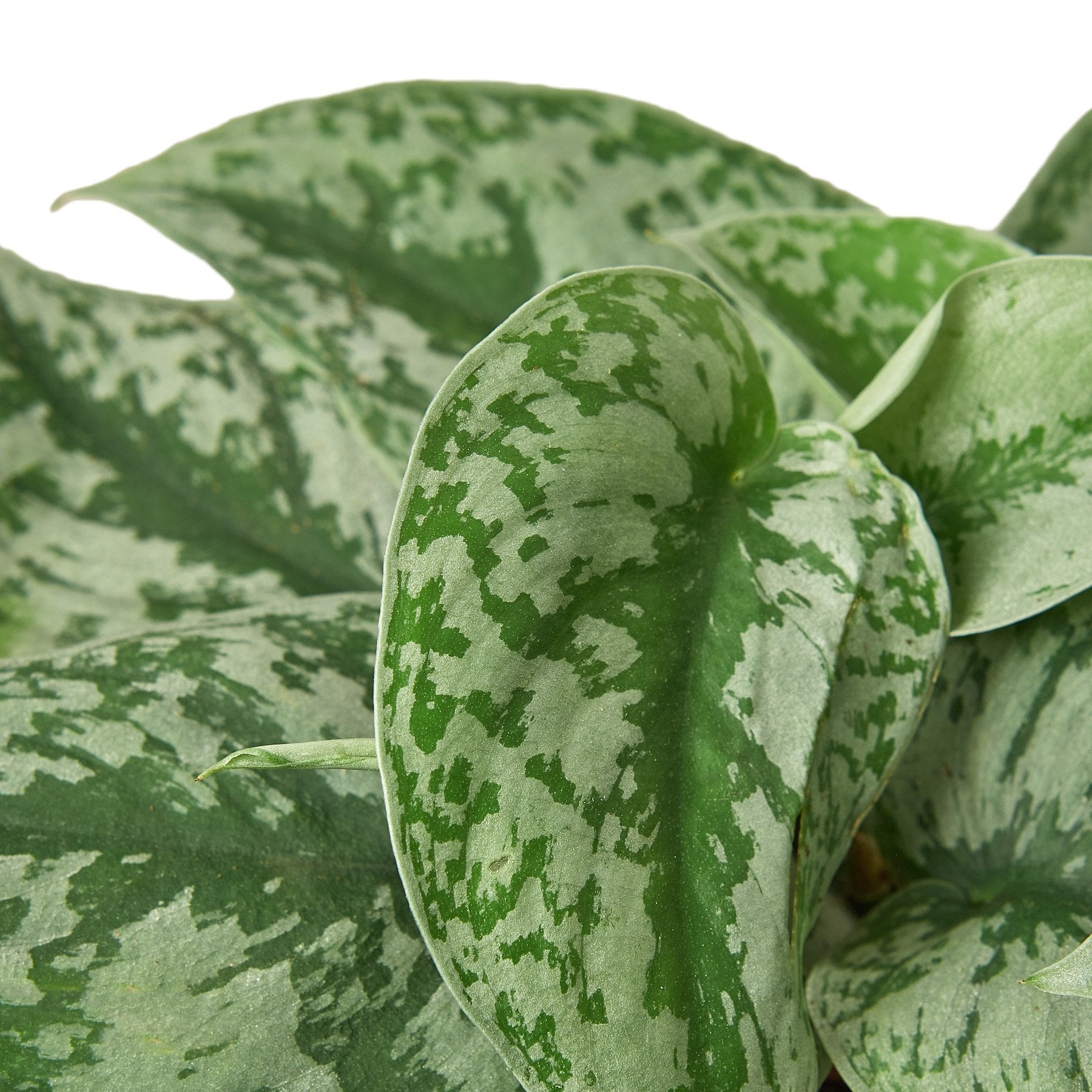 Scindapsus Pictus 'Exotica' Secondary image