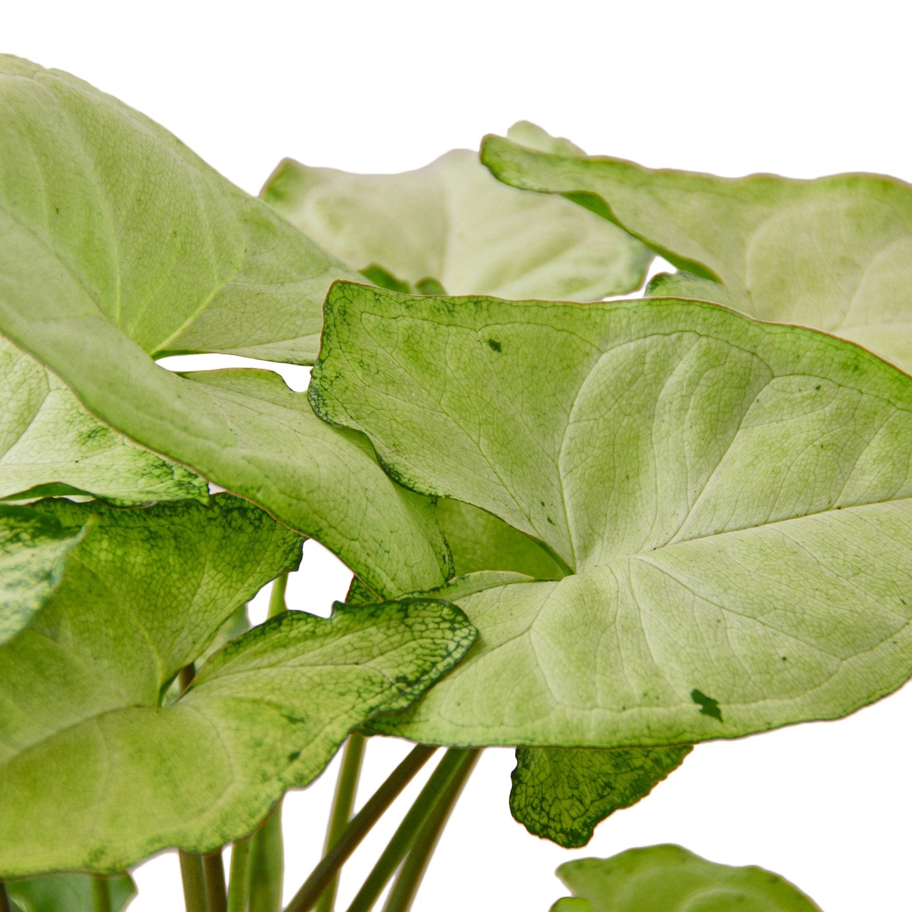 Syngonium White Butterfly Secondary image