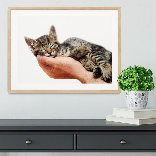 Little baby cat sleeping in male arms Framed Print