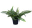 Small Potted Artificial Dark Green Fern Plant UV Resistant 20cm