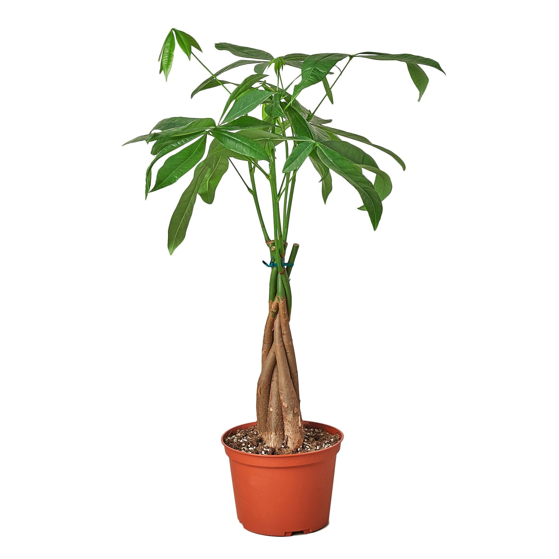 Money Tree 'Guiana Chestnut' Pachira Braid Secondary image