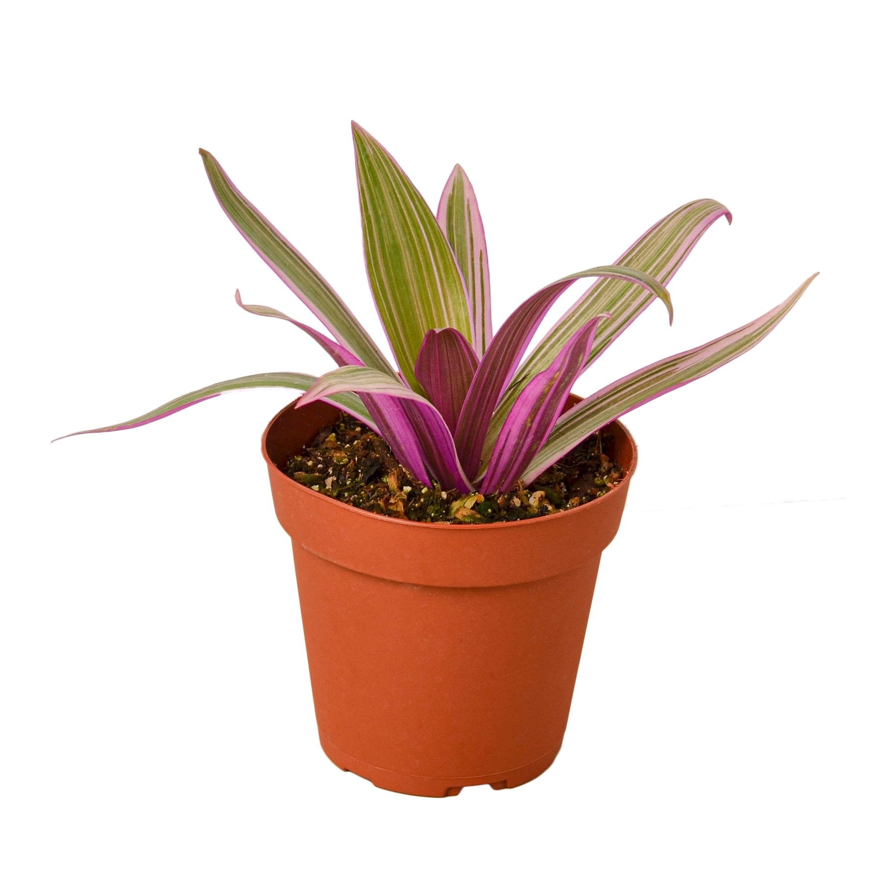 Oyster Plant 'Moses in the Cradle' Main image