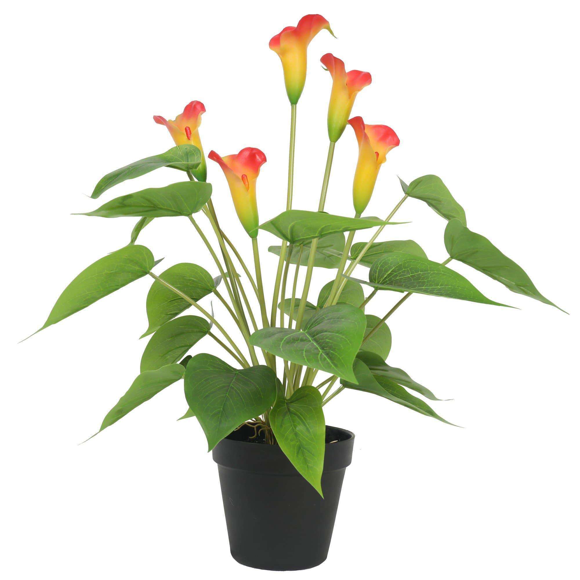 Artificial Flowering White & Orange Peace Lily / Calla Lily Plant 50cm Main image