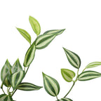 Artificial Hanging Plant - Mixed Philodendron Bush - 80cm