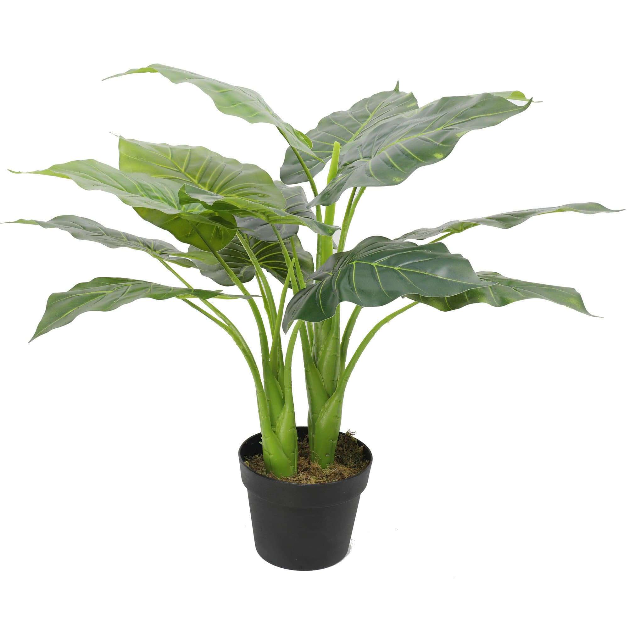 Artificial Potted Taro Plant / Elephant Ear 70cm Main image
