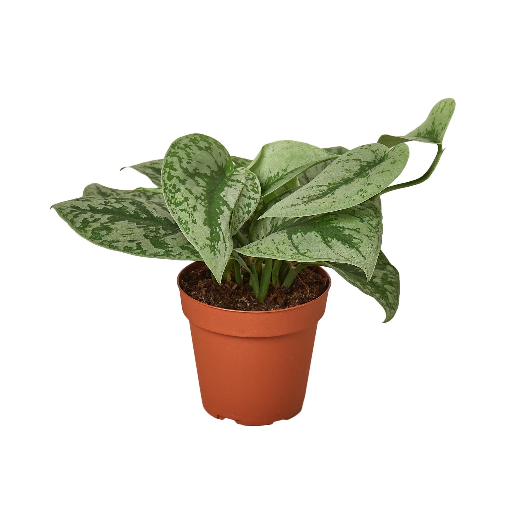Scindapsus Pictus 'Exotica' Main image