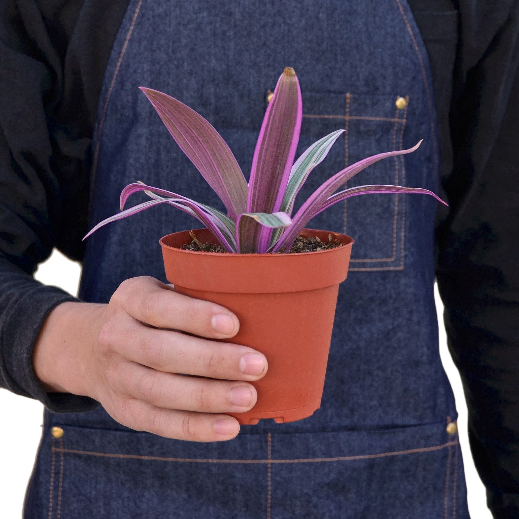 Oyster Plant 'Moses in the Cradle' Secondary image