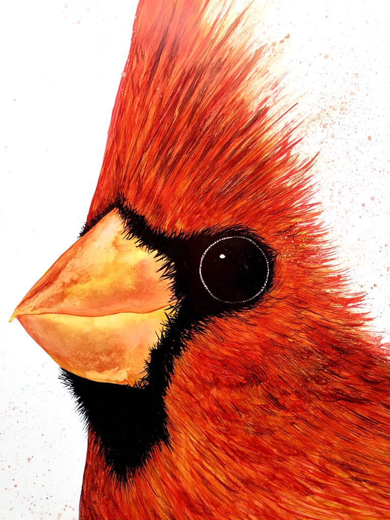 Big Red Cardinal : Art Prints