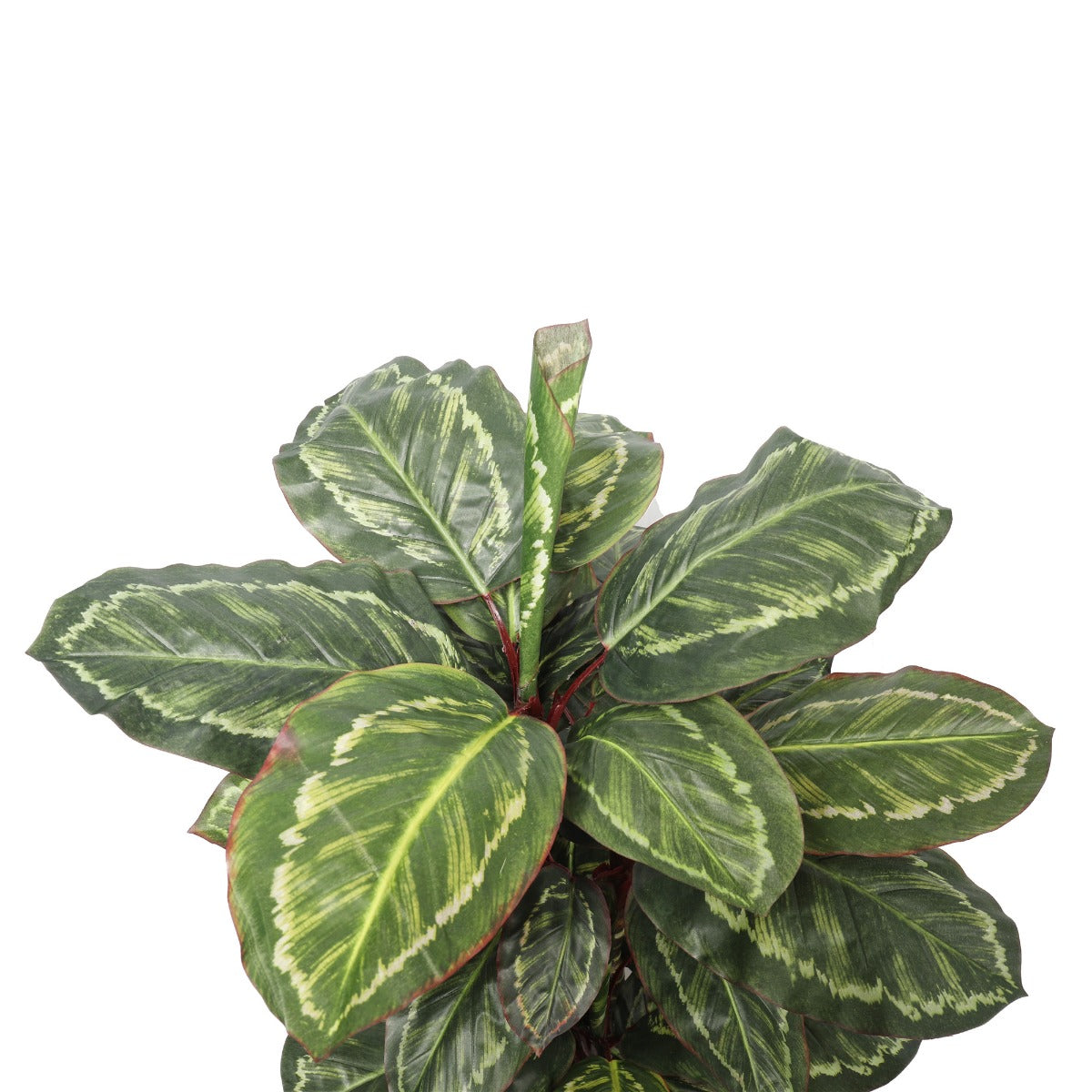 Artificial Wide Leaf Cordyline Plant 90cm Secondary image