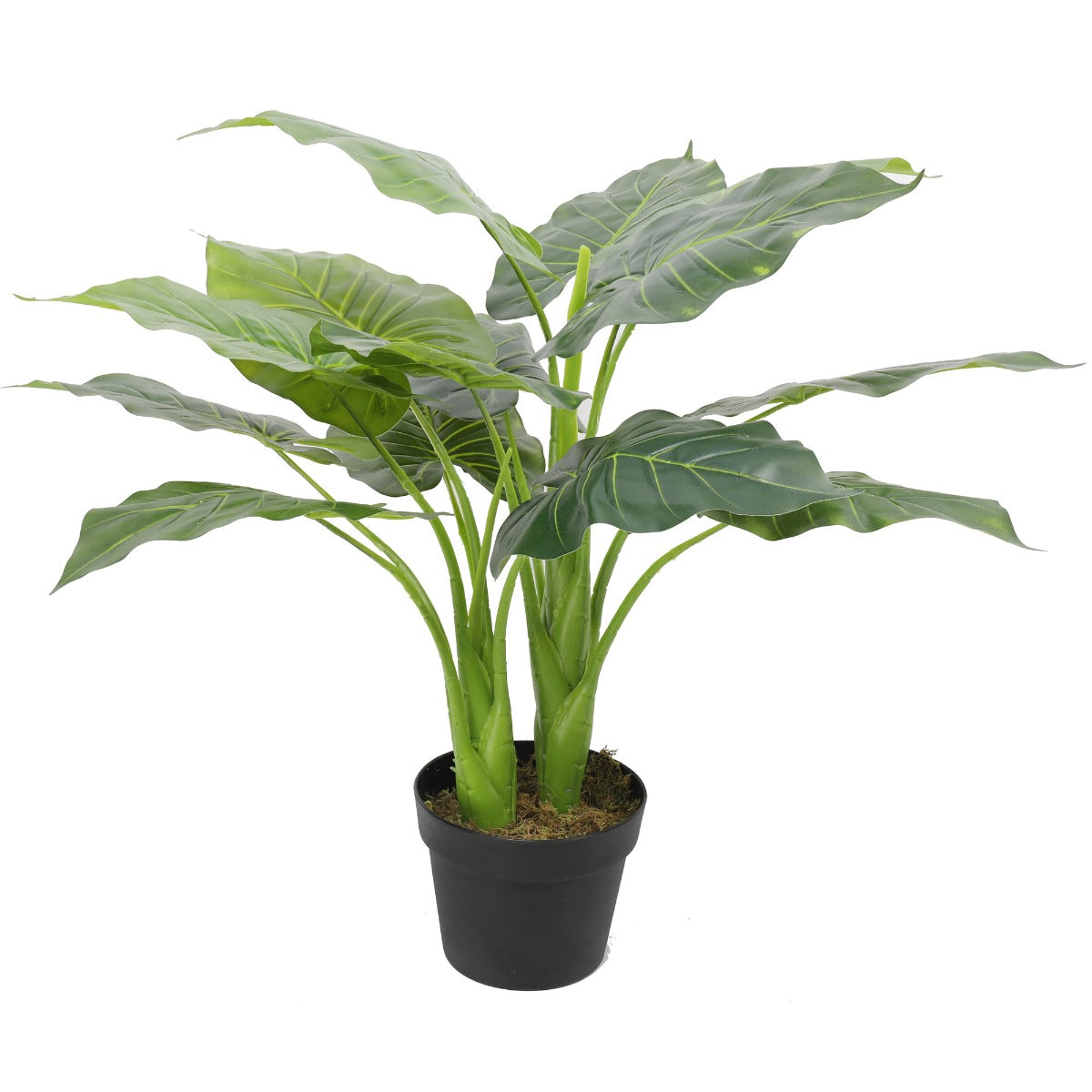 Artificial Potted Taro Plant / Elephant Ear 70cm Main image