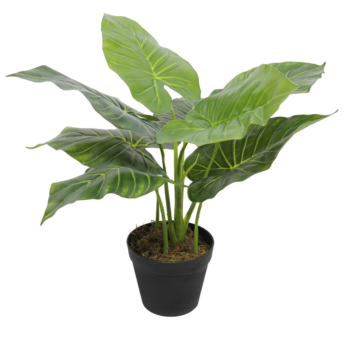 Artificial Potted Taro Plant / Elephant Ear 55cm Main image