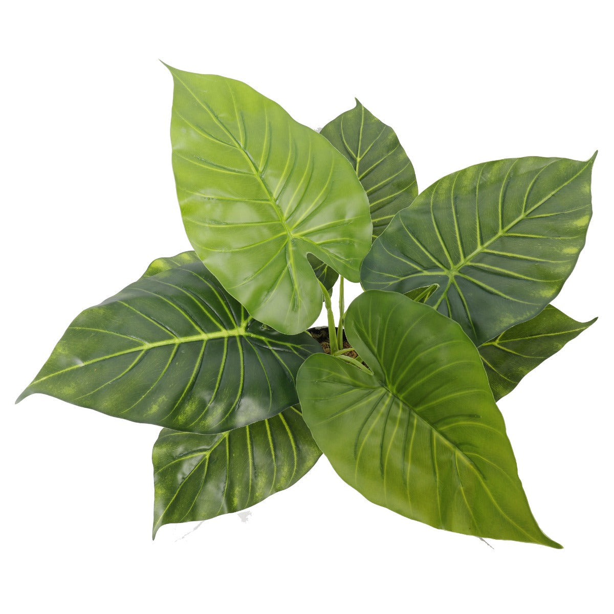 Artificial Potted Taro Plant / Elephant Ear 55cm Secondary image