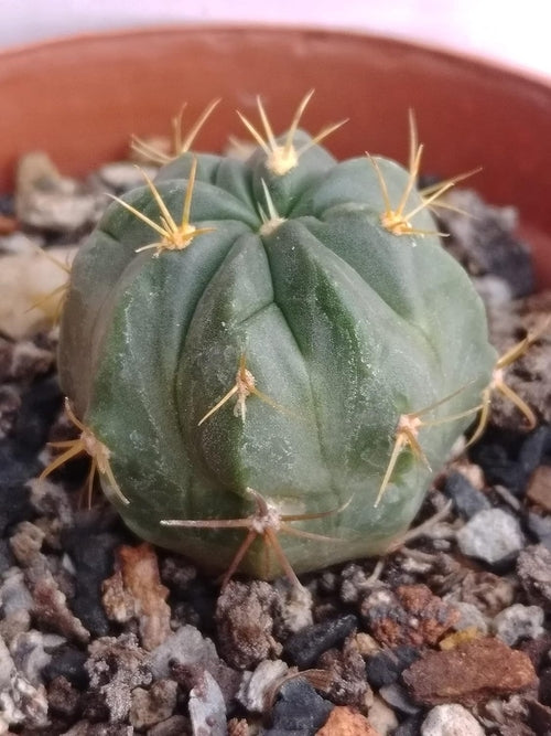 Artificial ECHINO CACTUS HORIZONTHALONIUS,RARE VARIETY PLANT,FOR Secondary image