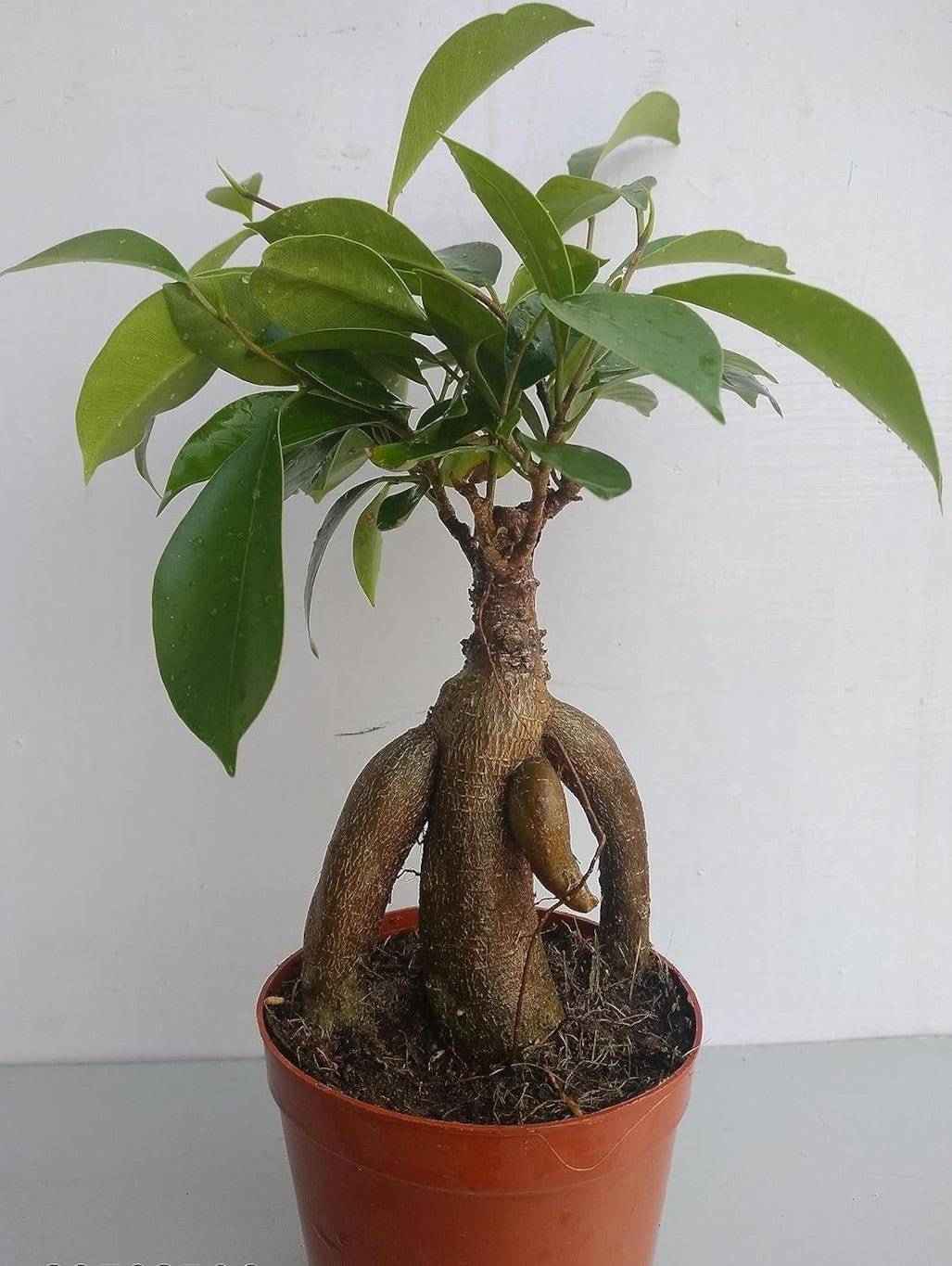 Ficus Ginseng Indoor and outdoor Bonsai Artificial Plant (SIZE-12Inch) Main image