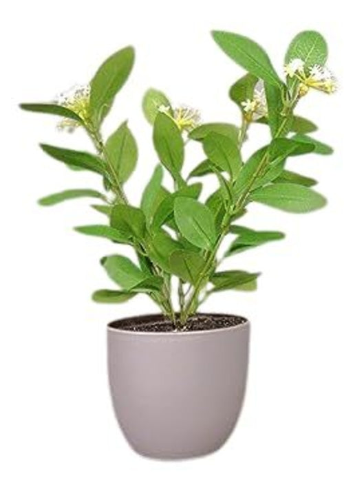 Plant Bush in Plastic Pot Artificial for Home Decor (SIZE-10x10cm) Secondary image