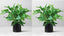 Artificial Money Plant with superiour Quality Plastic Pot,for Indoor