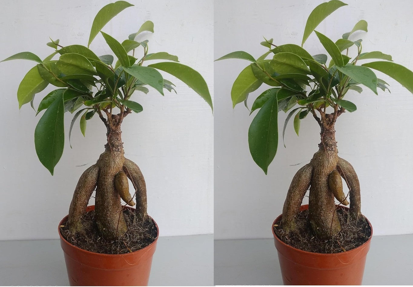 Ficus Ginseng Indoor and outdoor Bonsai Artificial Plant PACK OF 2 Main image