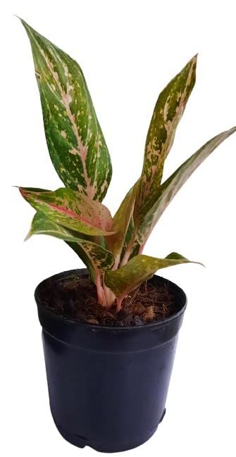 Artificial Garden Basket Indoor Orange Aglaonema Plant (SIZE-1ft.) Main image