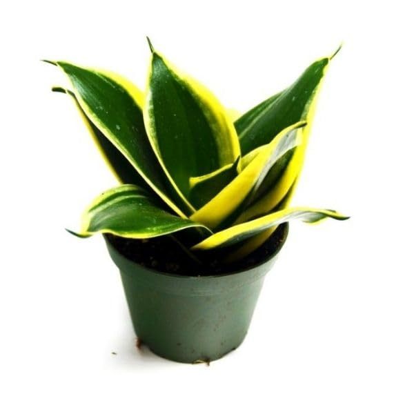 Artificial Golden Hahnii Snake Plant (SIZE-NA) (Color-MULTICOLOR) Main image