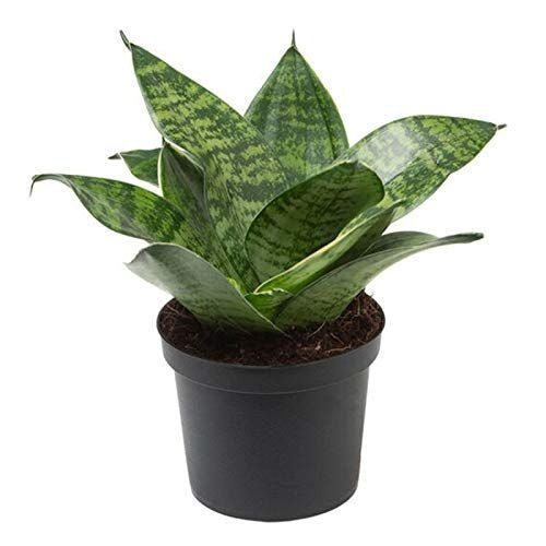 Artificial Sanseveria Green Hanni Plant Snake Plant Good Luck Plant Secondary image