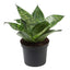 Artificial Sanseveria Green Hanni Plant Snake Plant Good Luck Plant