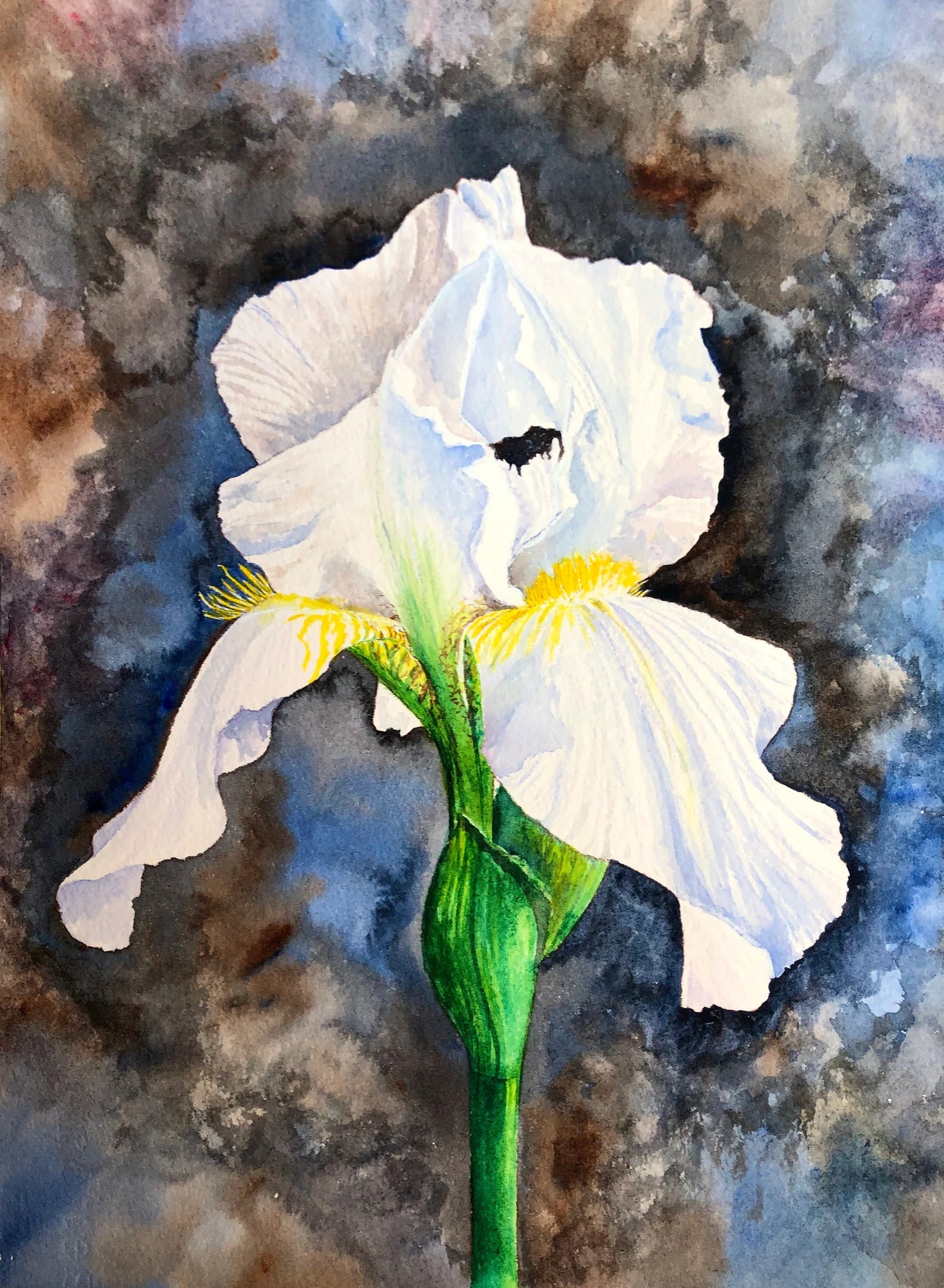White Bearded Iris Main image