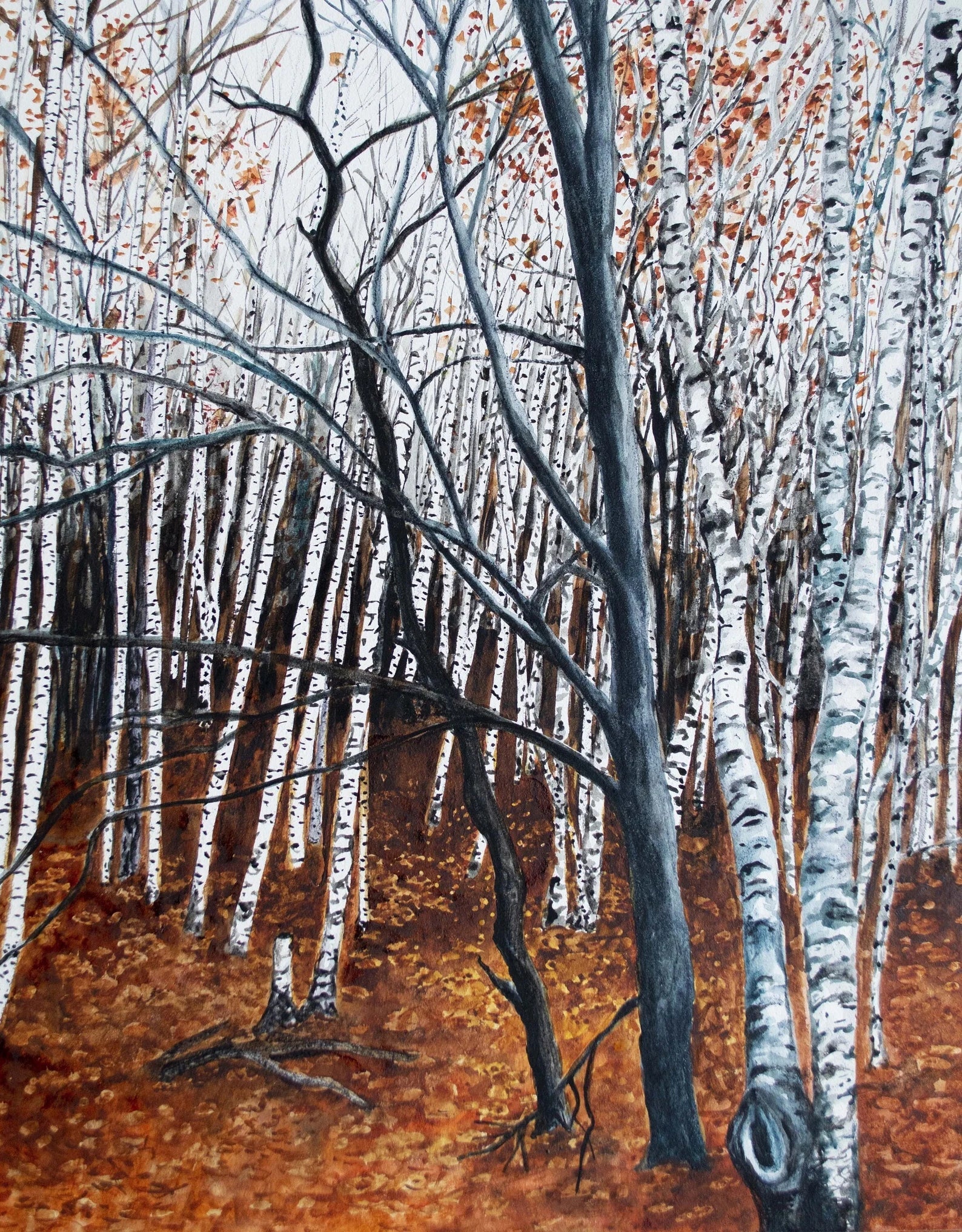 Winter Birch Trees Main image