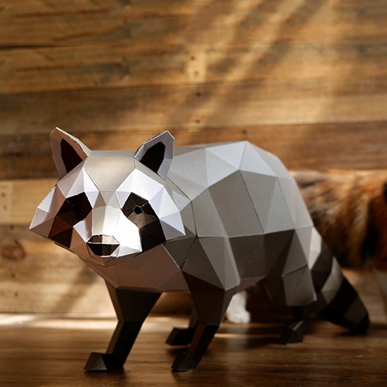 Raccoon Model