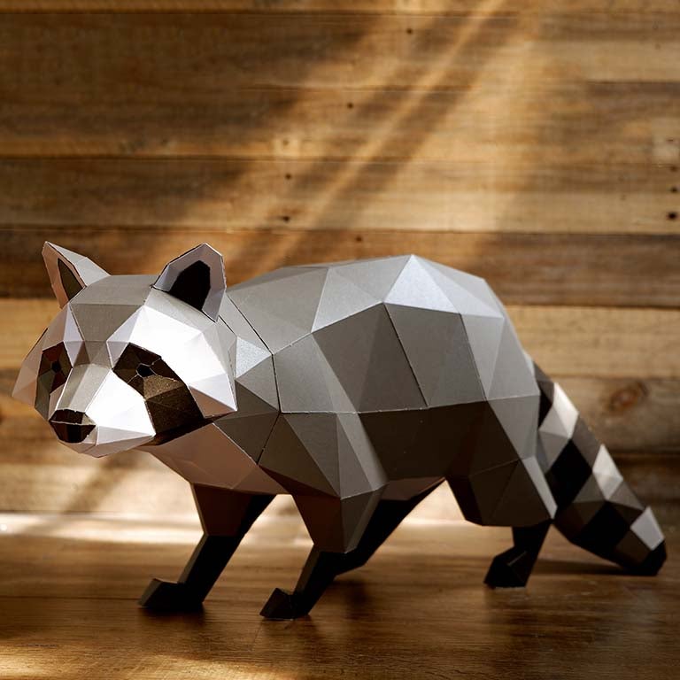 Raccoon Model