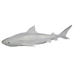 Tiger Sharks Wall Art & Decor